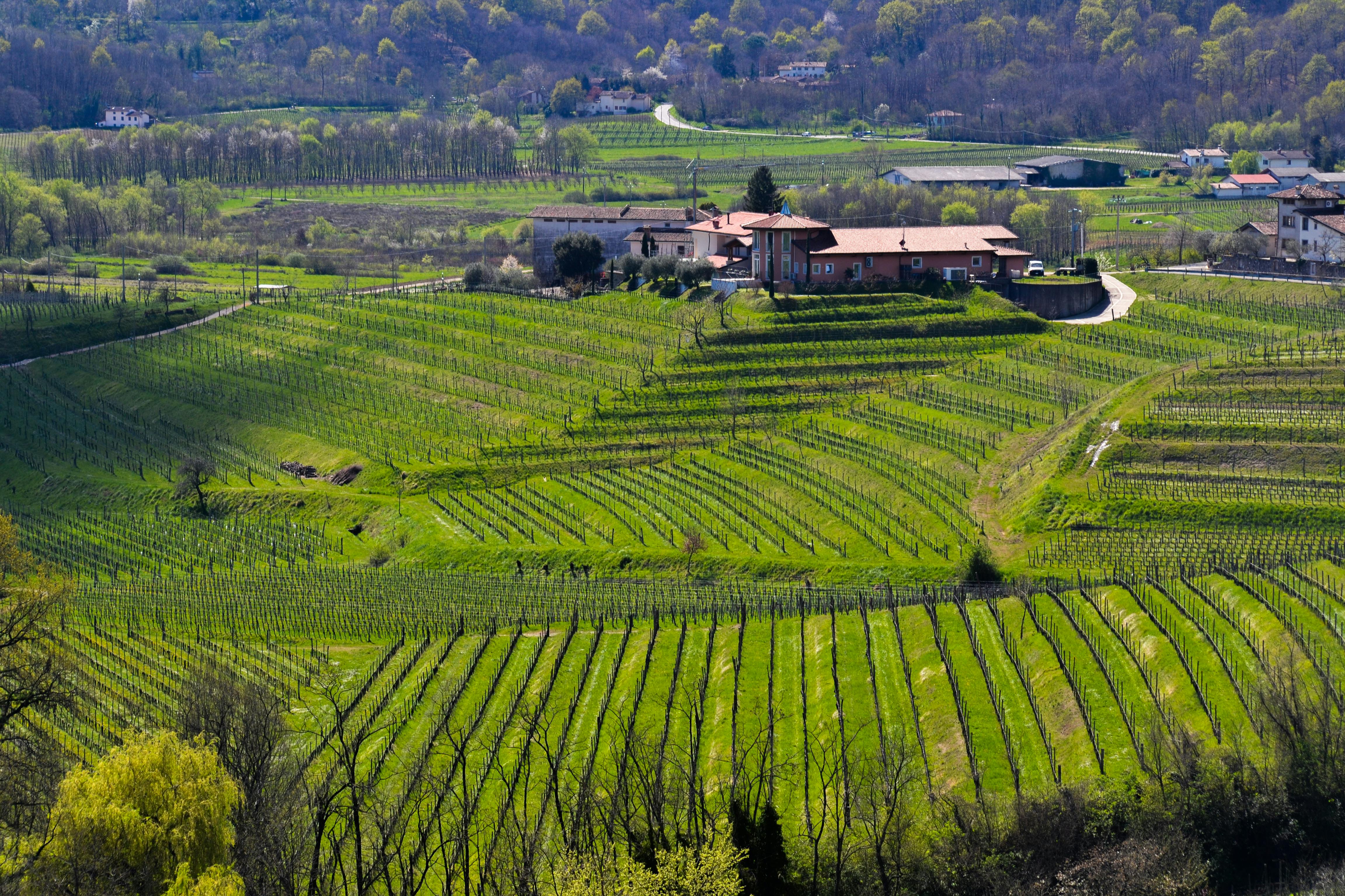 Borgo vinicolo italiano con vigneti ed edifici rustici di tenuta