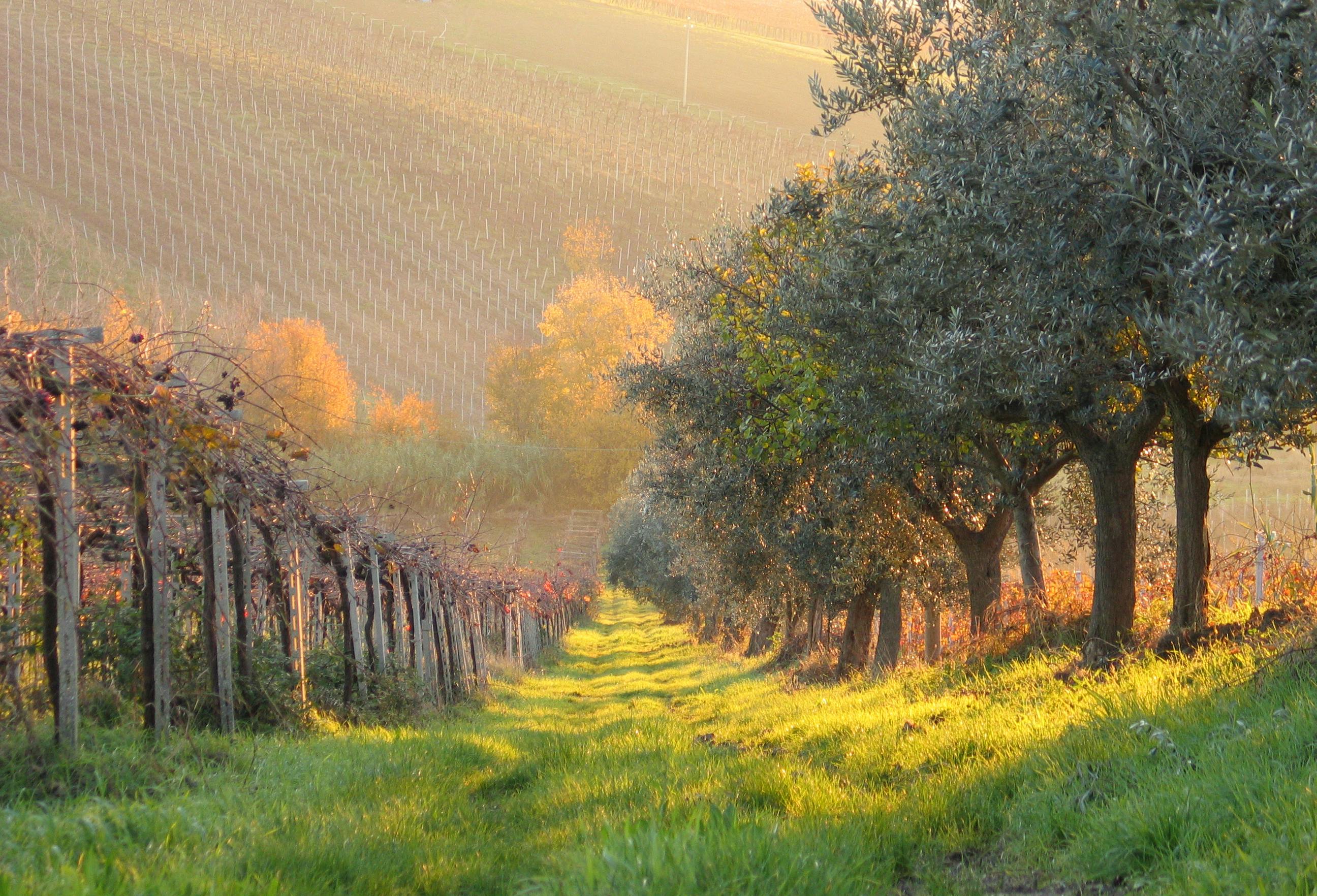 Stradina del Veneto vinicolo verso una tenuta rurale boutique