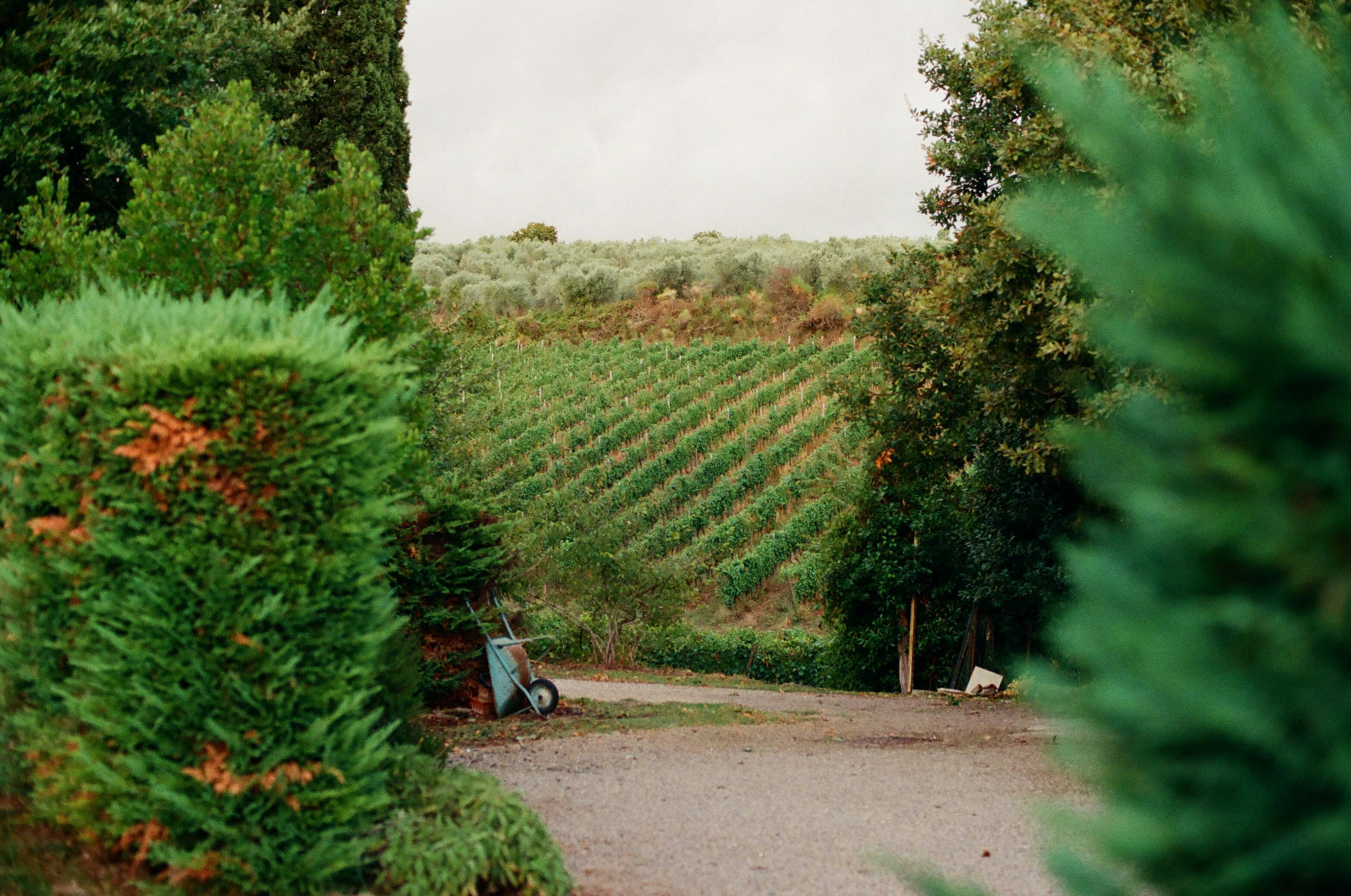 Strada tra i vigneti dell’Italia rurale con colline morbide e luce serale